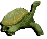 Tortoise