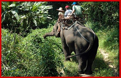 Chiang Mai Elephant Tours